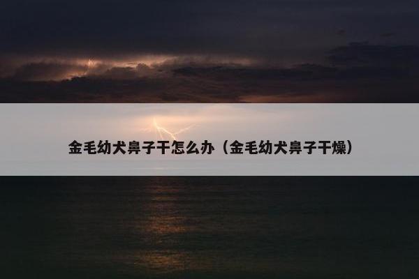 金毛幼犬鼻子干怎么办（金毛幼犬鼻子干燥）
