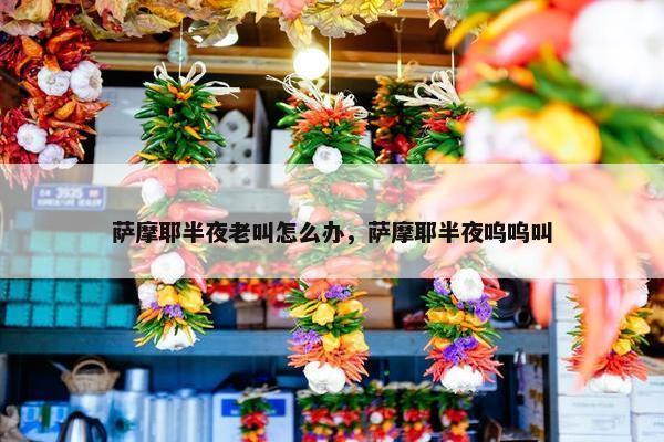 萨摩耶半夜老叫怎么办，萨摩耶半夜呜呜叫