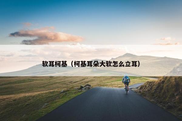 软耳柯基（柯基耳朵大软怎么立耳）