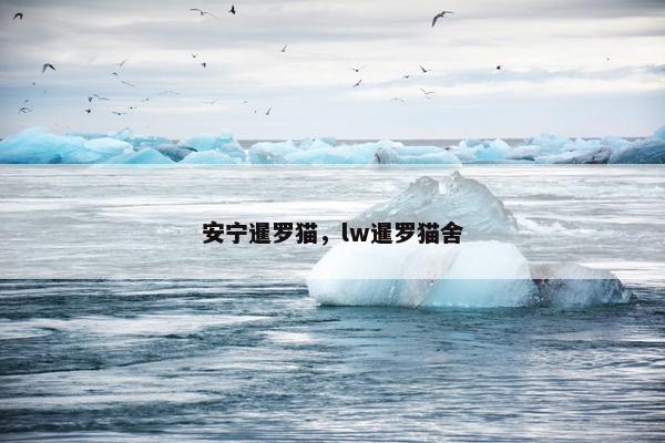 安宁暹罗猫，lw暹罗猫舍