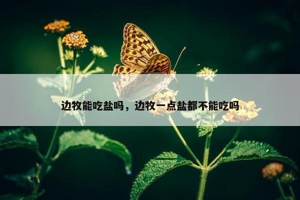 边牧能吃盐吗，边牧一点盐都不能吃吗