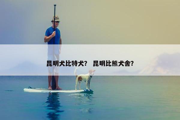 昆明犬比特犬？ 昆明比熊犬舍？