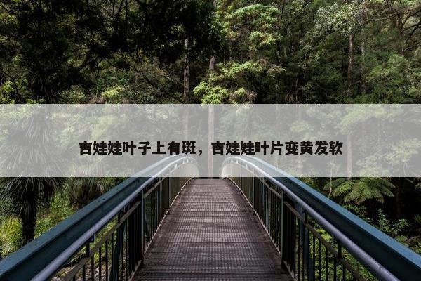 吉娃娃叶子上有斑，吉娃娃叶片变黄发软