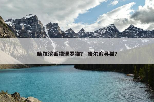 哈尔滨丢猫暹罗猫？ 哈尔滨寻猫？