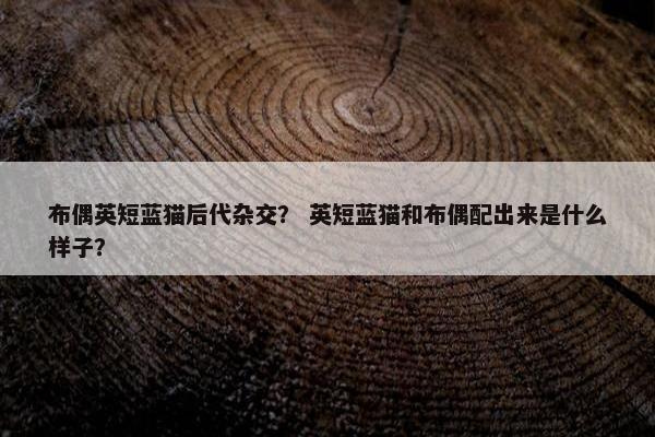 布偶英短蓝猫后代杂交？ 英短蓝猫和布偶配出来是什么样子？