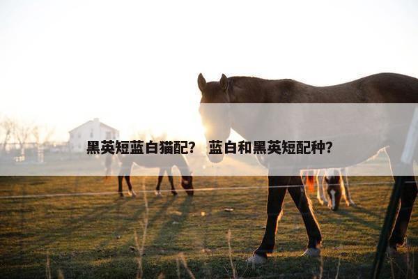 黑英短蓝白猫配？ 蓝白和黑英短配种？