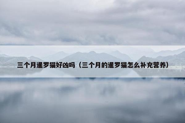 三个月暹罗猫好凶吗（三个月的暹罗猫怎么补充营养）