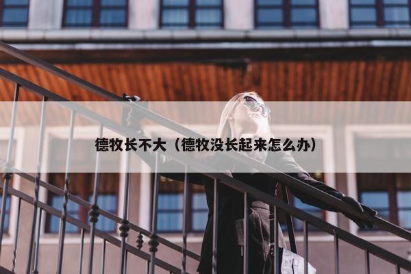 德牧长不大（德牧没长起来怎么办）