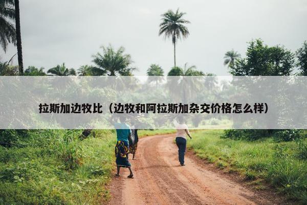 拉斯加边牧比（边牧和阿拉斯加杂交价格怎么样）