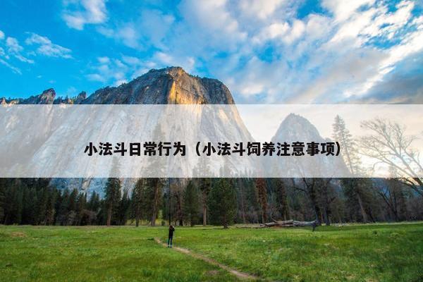 小法斗日常行为（小法斗饲养注意事项）