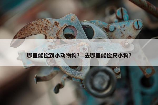 哪里能捡到小动物狗？ 去哪里能捡只小狗？