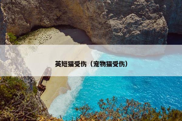 英短猫受伤（宠物猫受伤）