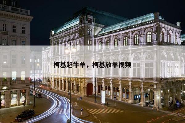 柯基赶牛羊，柯基放羊视频