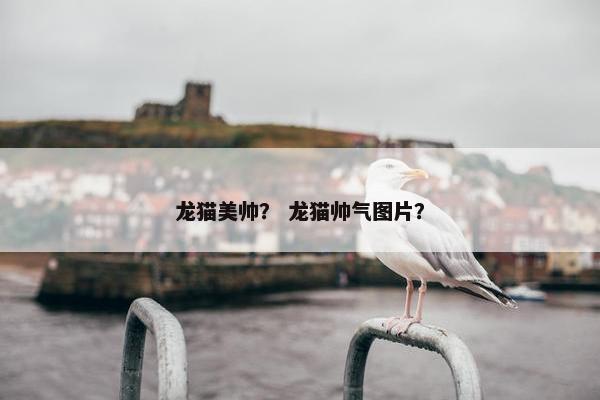 龙猫美帅？ 龙猫帅气图片？