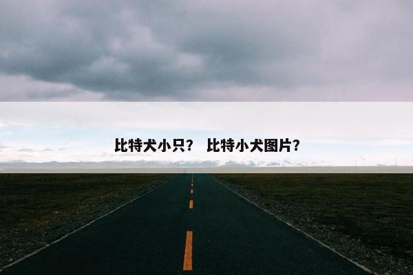 比特犬小只？ 比特小犬图片？