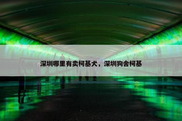 深圳哪里有卖柯基犬，深圳狗舍柯基