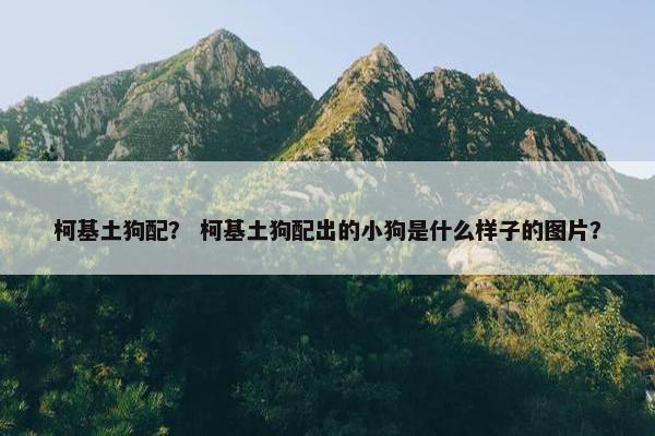柯基土狗配？ 柯基土狗配出的小狗是什么样子的图片？