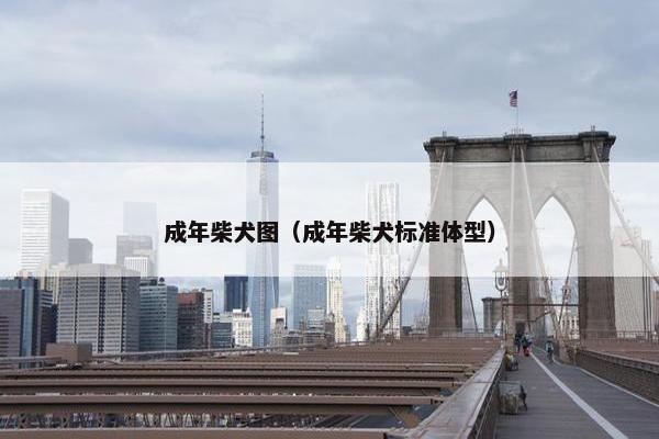 成年柴犬图（成年柴犬标准体型）