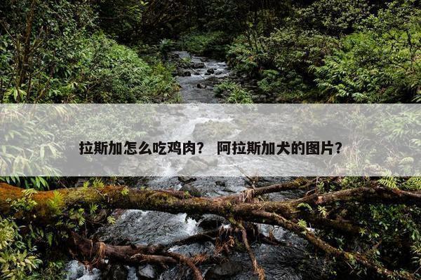 拉斯加怎么吃鸡肉？ 阿拉斯加犬的图片？