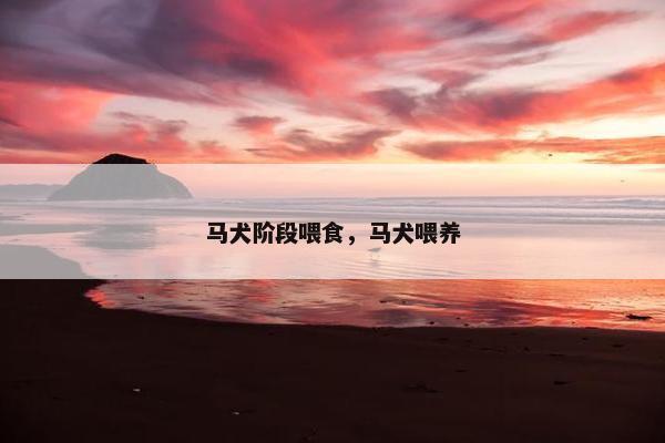 马犬阶段喂食，马犬喂养