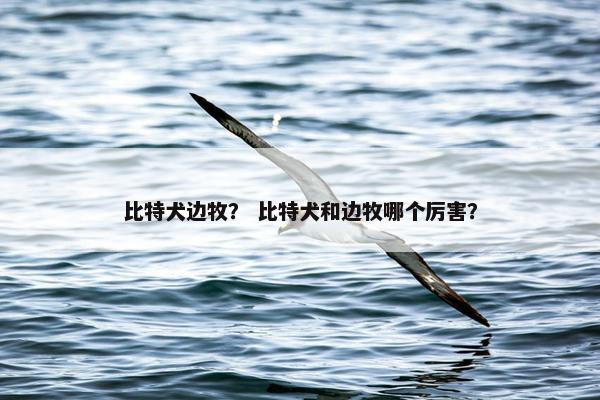 比特犬边牧？ 比特犬和边牧哪个厉害？