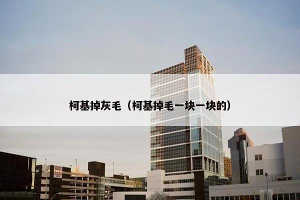 柯基掉灰毛（柯基掉毛一块一块的）
