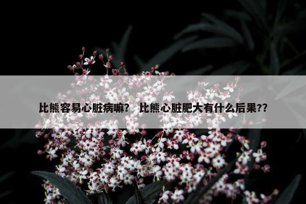 比熊容易心脏病嘛？ 比熊心脏肥大有什么后果?？