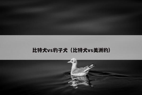 比特犬vs豹子犬（比特犬vs美洲豹）