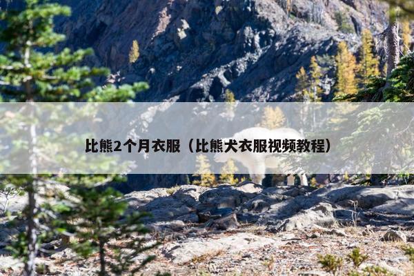 比熊2个月衣服（比熊犬衣服视频教程）