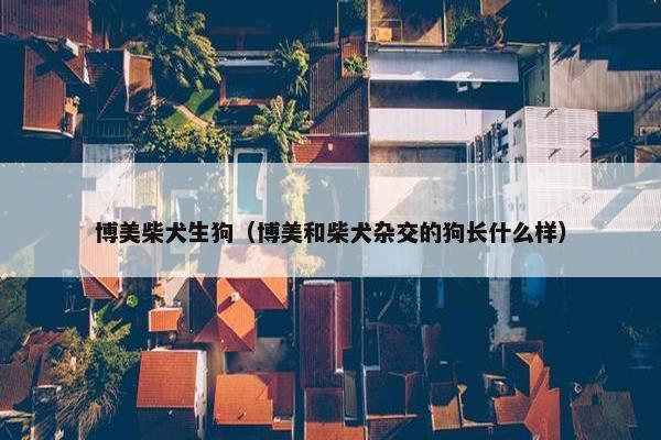 博美柴犬生狗（博美和柴犬杂交的狗长什么样）