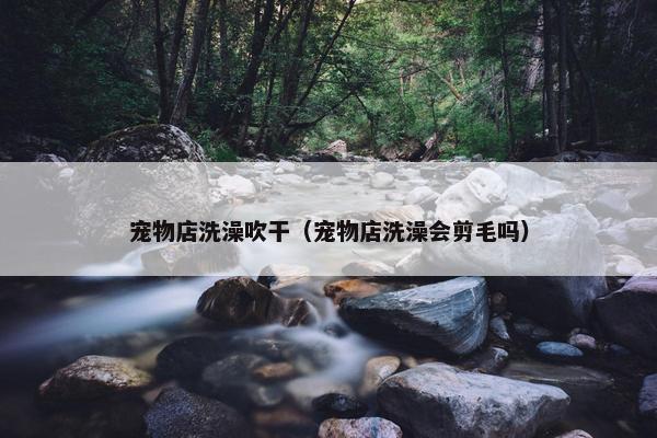 宠物店洗澡吹干（宠物店洗澡会剪毛吗）