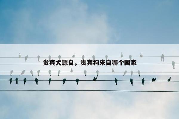 贵宾犬源自，贵宾狗来自哪个国家