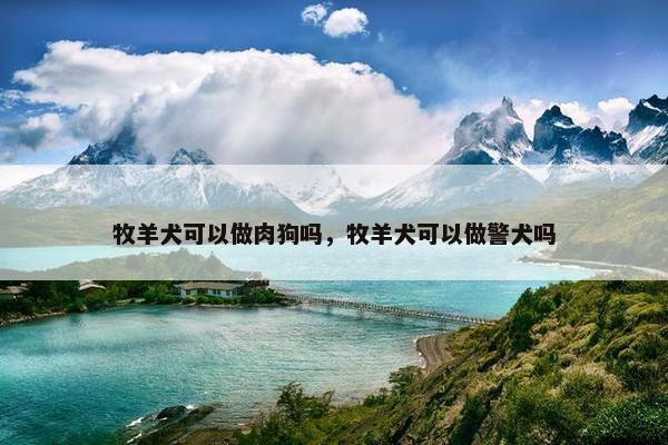 牧羊犬可以做肉狗吗，牧羊犬可以做警犬吗