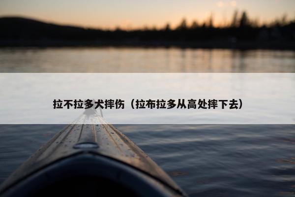 拉不拉多犬摔伤（拉布拉多从高处摔下去）