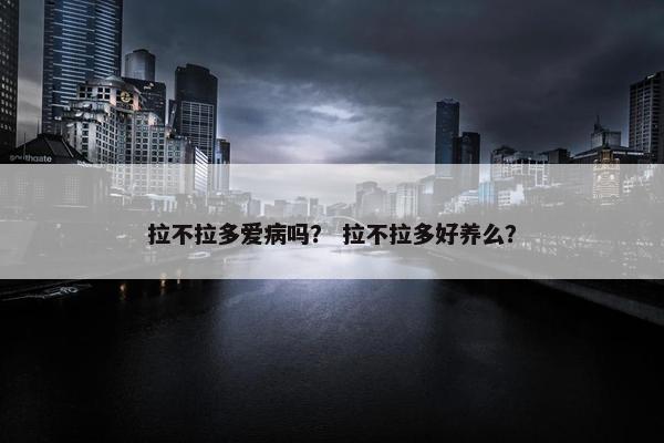 拉不拉多爱病吗？ 拉不拉多好养么？