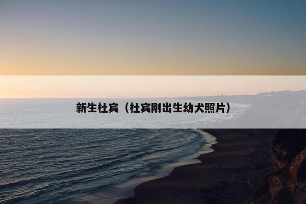 新生杜宾（杜宾刚出生幼犬照片）