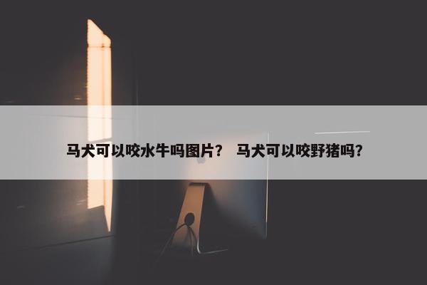 马犬可以咬水牛吗图片？ 马犬可以咬野猪吗？