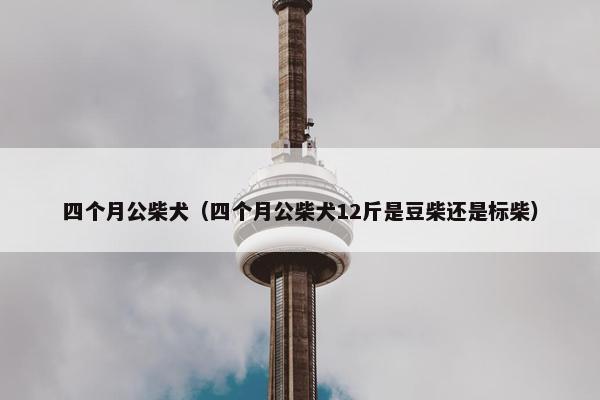 四个月公柴犬（四个月公柴犬12斤是豆柴还是标柴）
