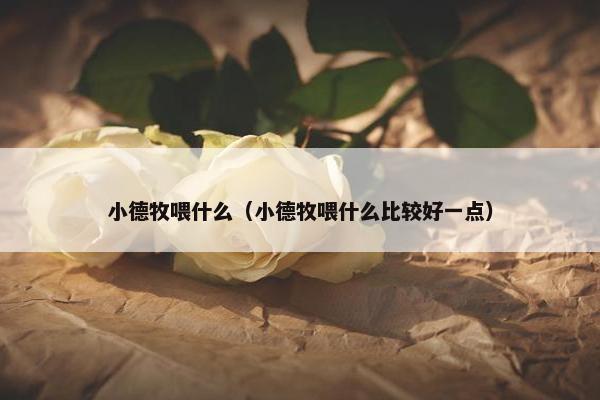 小德牧喂什么（小德牧喂什么比较好一点）