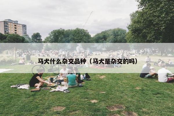 马犬什么杂交品种（马犬是杂交的吗）