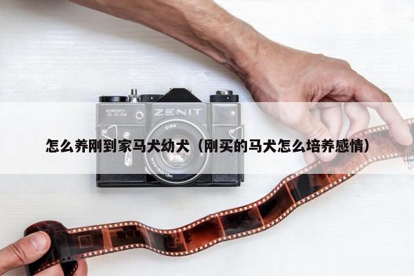 怎么养刚到家马犬幼犬（刚买的马犬怎么培养感情）