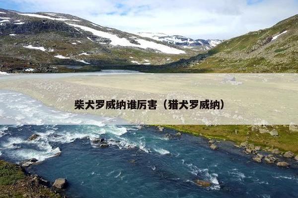 柴犬罗威纳谁厉害（猎犬罗威纳）