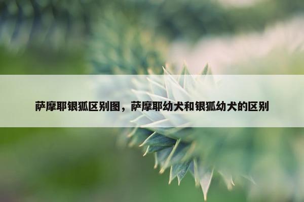 萨摩耶银狐区别图，萨摩耶幼犬和银狐幼犬的区别