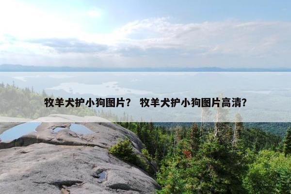 牧羊犬护小狗图片？ 牧羊犬护小狗图片高清？