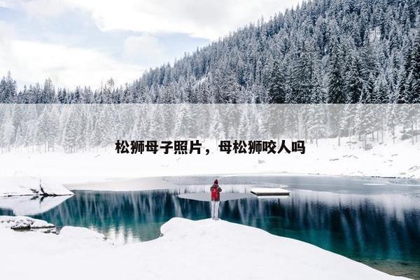 松狮母子照片，母松狮咬人吗