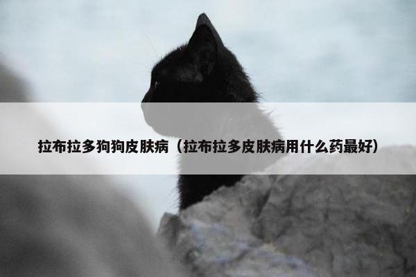 拉布拉多狗狗皮肤病（拉布拉多皮肤病用什么药最好）