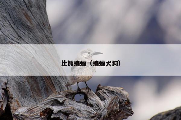 比熊蝙蝠（蝙蝠犬狗）