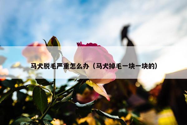 马犬脱毛严重怎么办（马犬掉毛一块一块的）