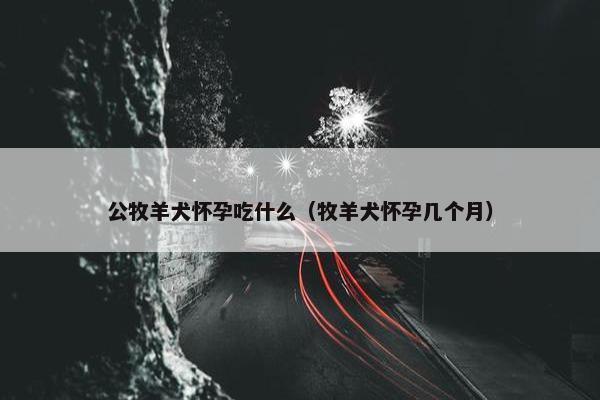 公牧羊犬怀孕吃什么（牧羊犬怀孕几个月）