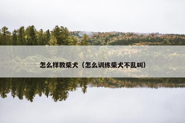 怎么样教柴犬（怎么训练柴犬不乱叫）